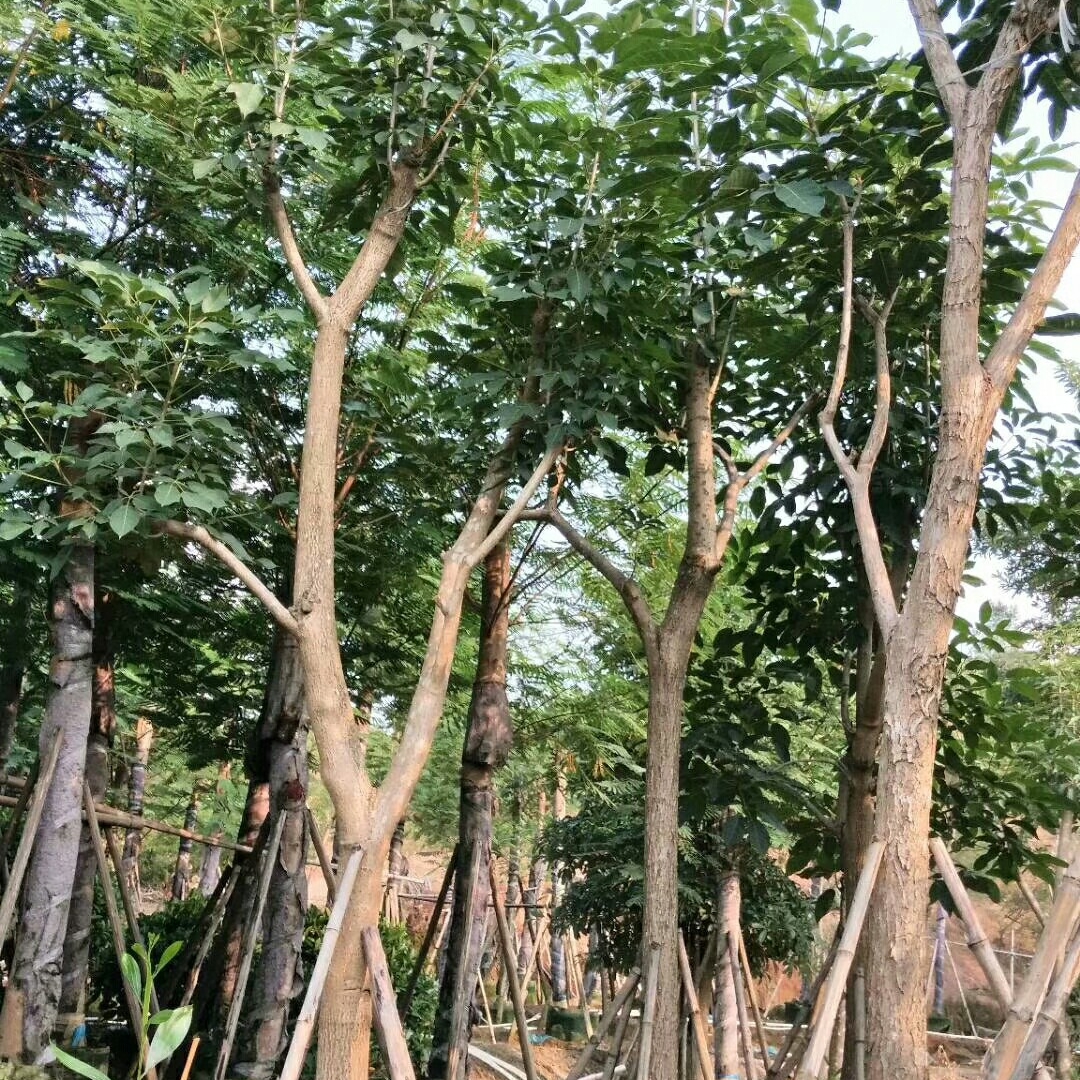 2米        常用名蔷薇风铃木,巴拉圭风铃木,洋红风铃木 所在地广东