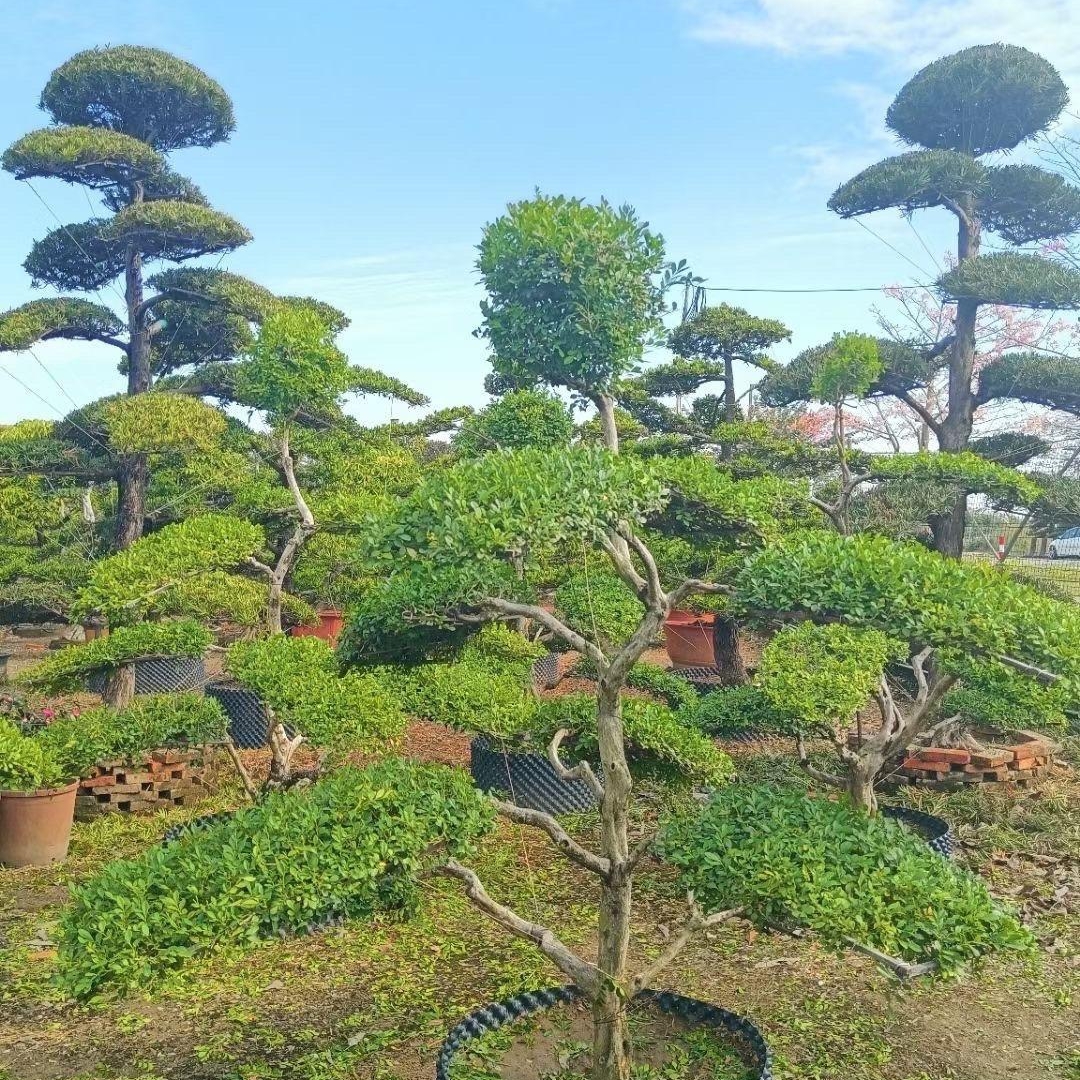 九里香 【盆景】【盆景】高度 230-320釐米,冠幅 180-220釐米,價格