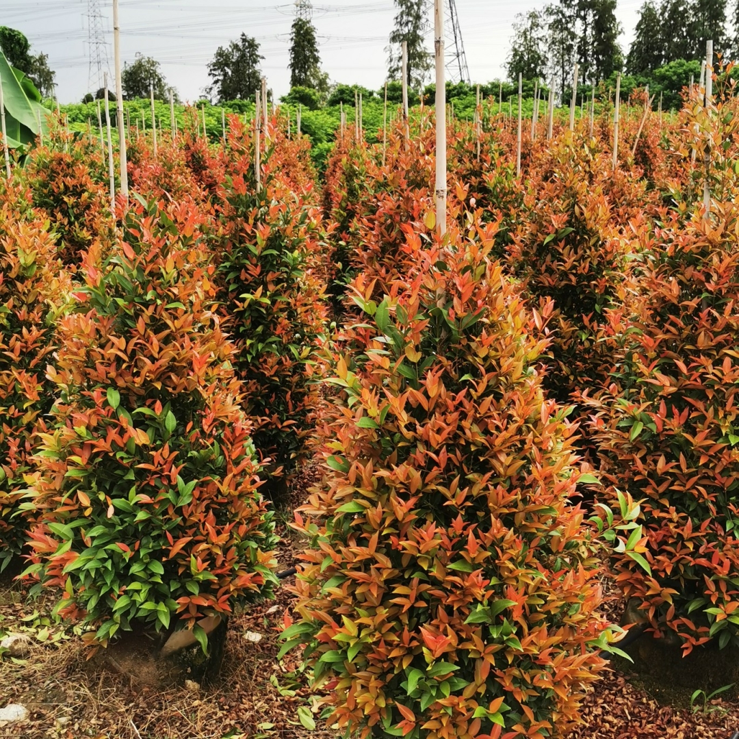 红车【柱型】【灌木】高度 100-150厘米,冠幅 70-80厘米,价格 面议 苗