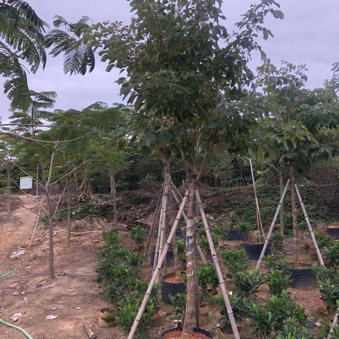 紫花风铃木 【单杆】【乔木】胸径 5-15厘米,高度 3.0-6.